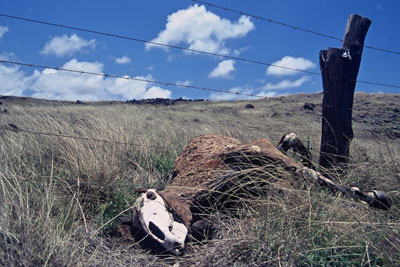 Easter Island, 2001