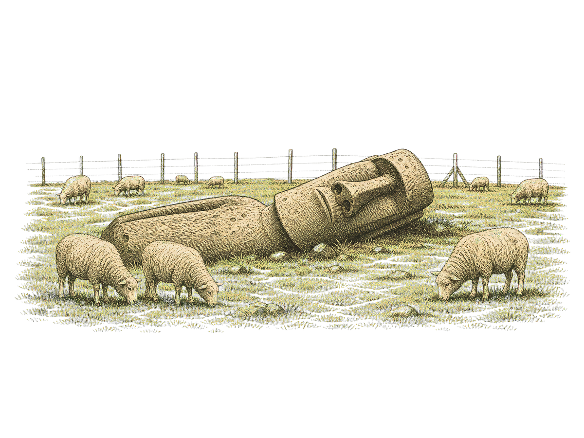 Sheep grazing beneath a fallen moai, a fence line behind